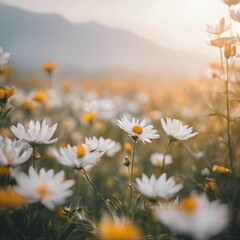 daisies stand out among the background of a beautiful sunset