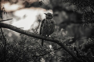 Grayscale of a beautiful satin bowerbird (Ptilonorhynchus violaceus) bird perched on a branch