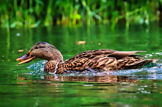 Mallard duck in a tranquil pond, with its vibrant plumage visible in the clear green water.