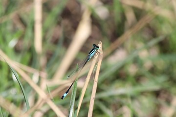 Dragonfly on a Plant in the Field