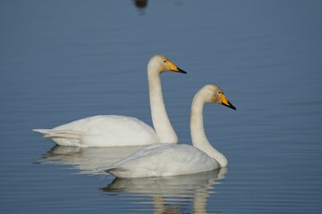 Fototapeta na wymiar Two swans peacefully gliding across a body of water.