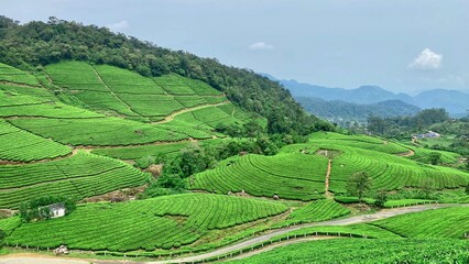 Aerial view of lush tea gardens in Munnar, Kerala, India