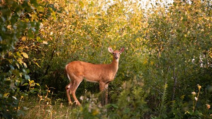 Cute white-tailed deer looking into the camera while standing among lush bushes