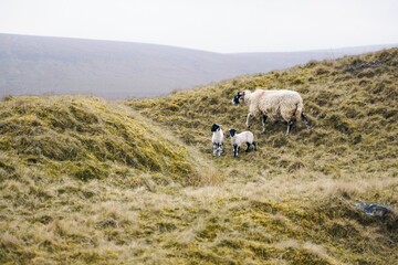 several sheep standing together on a grassy hill side covered in green grass