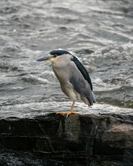 Close-up of a black-crowned night heron with one leg standing on a rock in the water