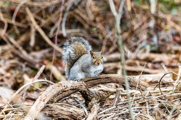 Closeup of a squirrel perched on a branch in a forest