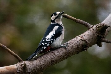 Obraz premium Close-up of a woodpecker perched on a branch, surrounded by lush green foliage.