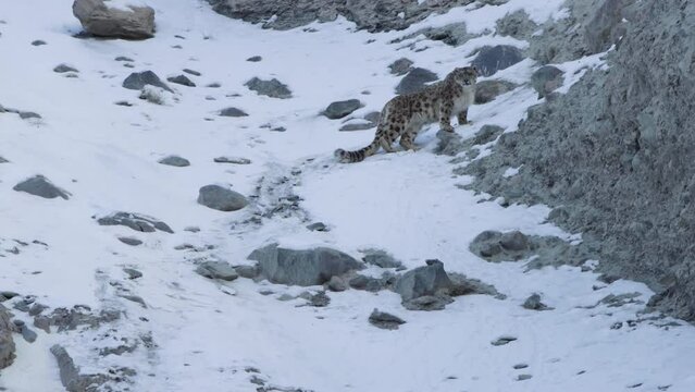 Snow leopard standing on a rocky environment in the wild and looking in cameraman 4k footage