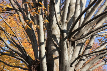 Yellow Autumn Leaves