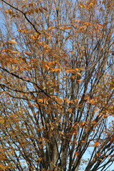 Yellow Autumn Leaves