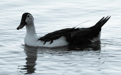 a New Zealand fowl swimming in the water