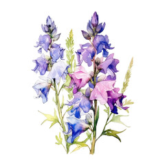 Larkspur Flowers watercolor isolated on transparent background