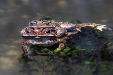 Close-up of a Cane toad in the water on a sunny day