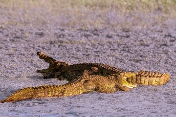 Closeup of a Nile crocodile with a blurry background