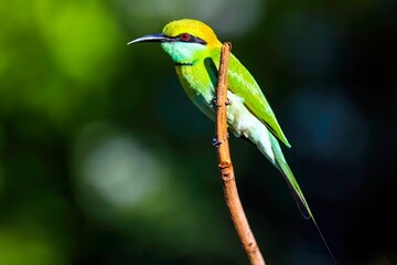 Closeup of an Asian green bee-eater perched on  a branch with a blurry background