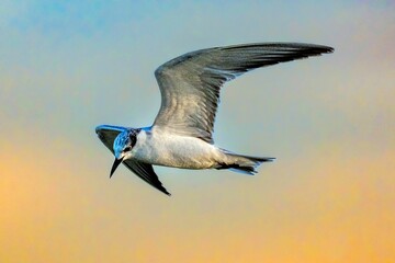Closeup of a  majestic Gull-billed tern soaring at vibrant  sunset