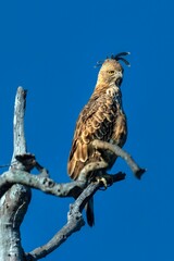Closeup of an Eagle perched atop a barren tree branch