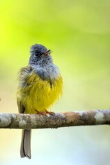 Closeup of a small Grey-headed canary-flycatcher  perched on a tree branch