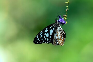 Naklejka premium Closeup of a Blue tiger with a blurry background