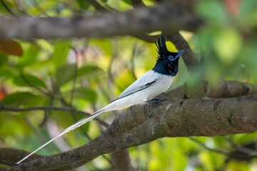 Long-tailed flycatcher (Terpsiphone paradise) bird perched on a branch of a tree in a lush, forest