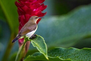 Small lemon sunbird (Leptocoma zeylonica) perched atop a plant with a vivid red flower