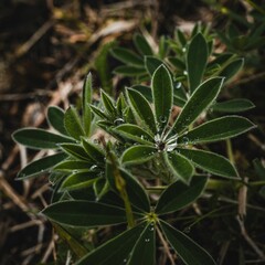 Obraz premium AI generated illustration of lupin leaves glistening with a layer of water droplets
