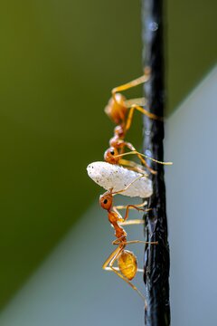 Group of Asian tailor ants (Oecophylla smaragdina) carrying food