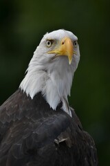 Close up shot of a majestic eagle at Paradise Park, Hayle, Cornwall
