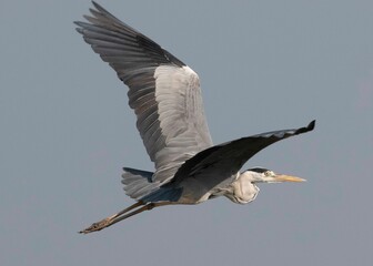 Grey heron soaring through the sky.