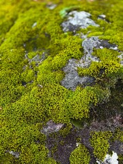 moss on rocks in a park on a sunny day photo