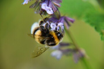 a large black and yellow bee is eating some flower flowers