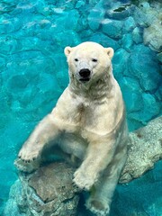 Majestic polar bear lounging on a rock in a pool at a zoo, gazing up toward the camera