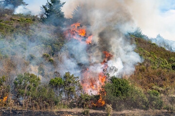 Naklejka premium Wildfire in California with Flames and Smoke