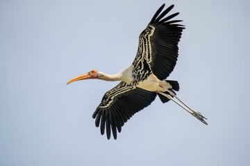 Majestic bird soaring through the air, its wings spread wide to capture the sunlight