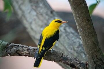 Vibrant and colorful bird perched atop a lush, green tree branch