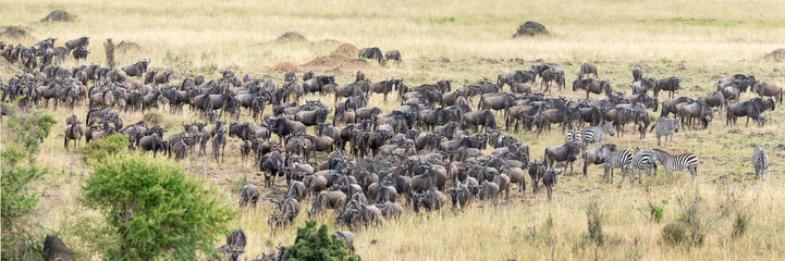 Wildebeest Migration in Kenya