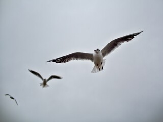 two seagulls soaring high in the air, one flying