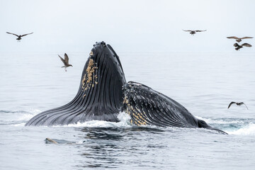 Whales Lunge Feeding in Monterey Bay California