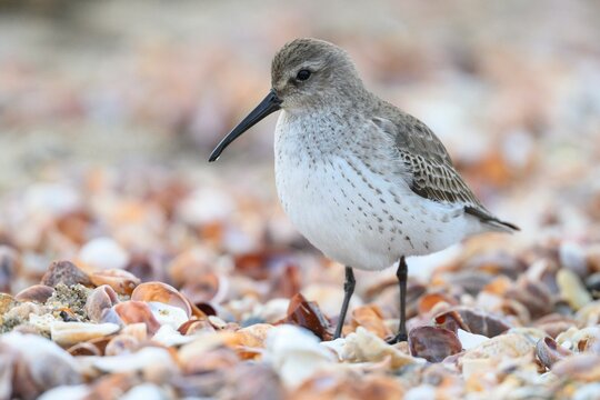 Closeup shot of a dunlin bird standing atop a bed of small shells.