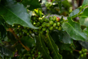 coffee beans on tree with different maturity. climatic change in seedlings and coffee fields.