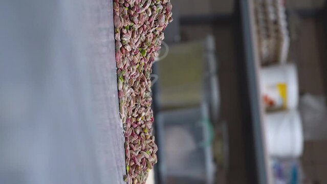 The oriental pastry chef takes a handful of pistachios, vertical video