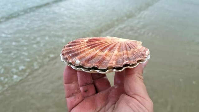Male hand holding fresh colourful bay scallop clam shell on seafront harbour coastline