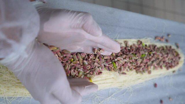 The chef of oriental sweets adds pistachios to the kunafa dough