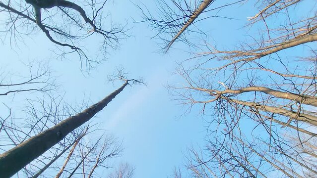 Sparse deciduous trees blowing in the wind  