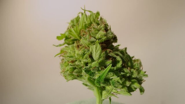 Cannabis bud, similar to a tree, rotating with cream background, Trichomes, probe lens. CBD.THC.