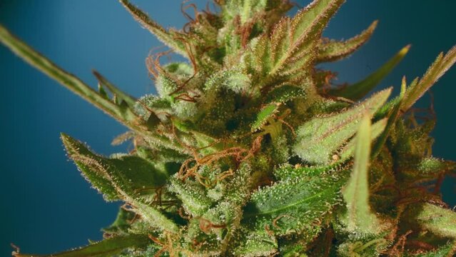 Zoom out on cannabis bud with blue background. Macro close up, probe lens. Trichomes. CBD.THC.