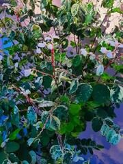Shrub with green and white foliage, with white flowers on a pink wall background