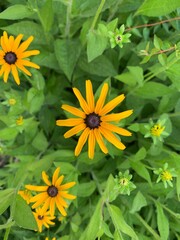Vibrant yellow Rudbeckia flower blossom growing on a lush green bush