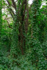 Obraz premium a small tree growing through some green vegetation next to a dirt road