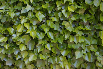 Hedera, ivy plant with triangle leaves, green wall background